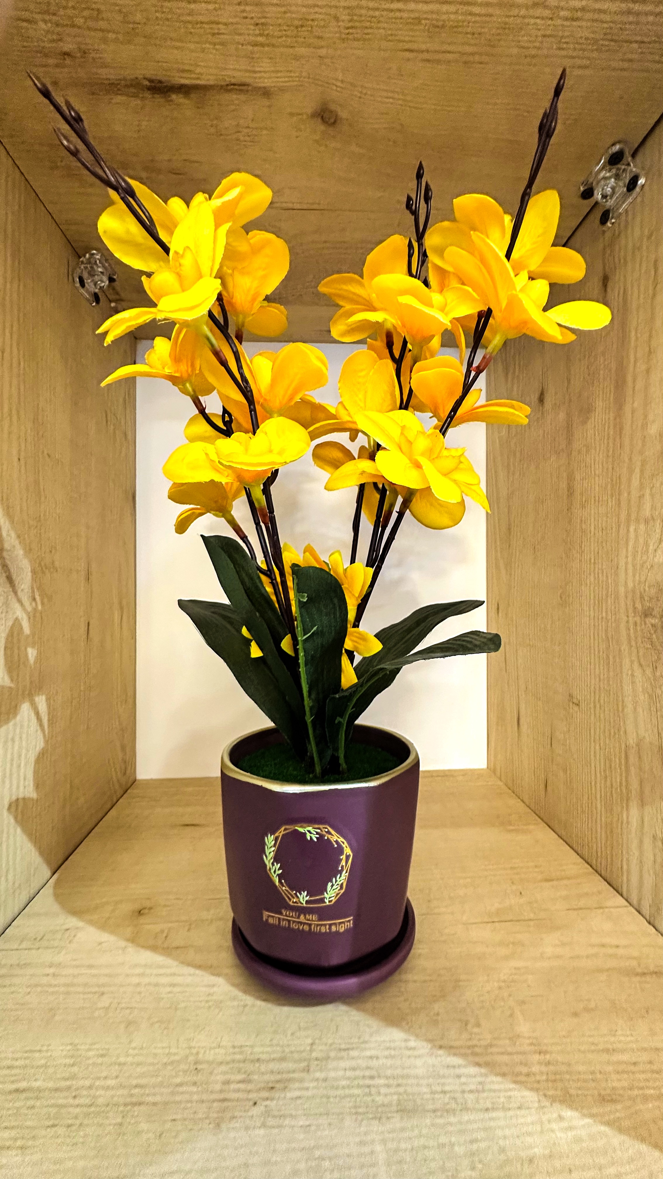 Orchidea